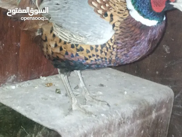 طقم فازنت انثايتين وذكر بياضات