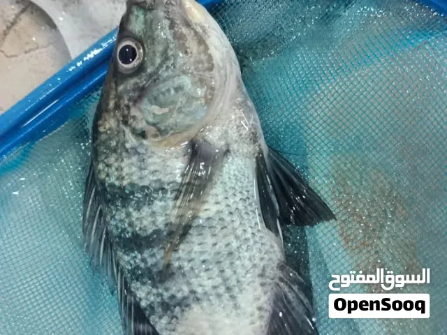 سمك البلطي الحي للبيع