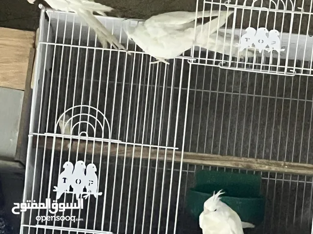 زوج كوكتيل البينو ابيض