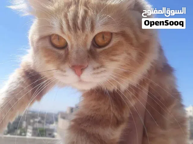 قط ذكر طالب تزاوج مش تبني ومش بيع، مطلوب انثى وبعطيك مقابل 10
