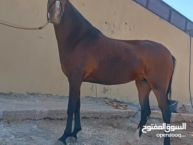 فرس العمر اربعه ونص
