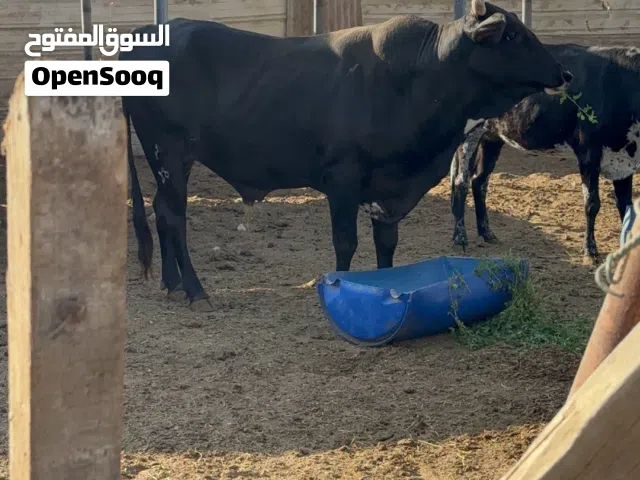 ثور فحل عربي