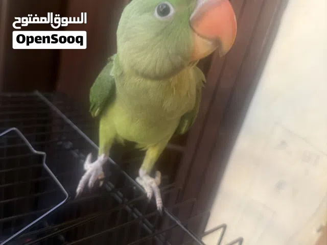 نيبالي للبيع