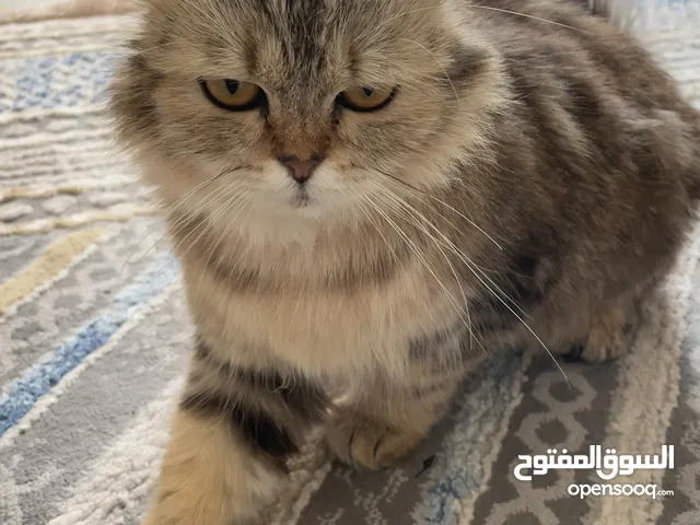 قط شيرازي شعرانيه