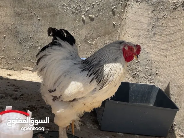 جاجتين براهمه وديك براهمه وصوص بلدي