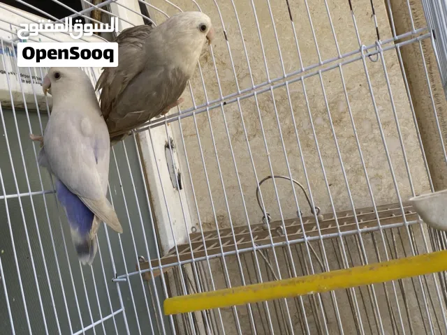 كوبا بركدبلو روز  بالقفص