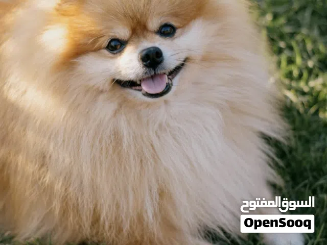 كلب بومرينيان العمر سنه