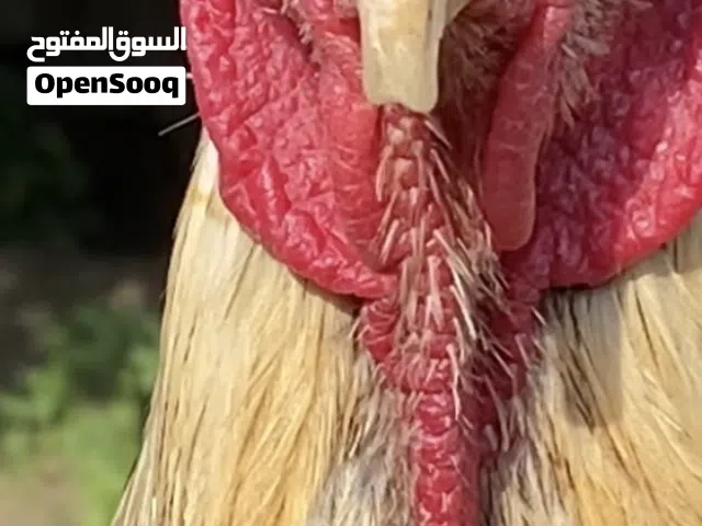 ديك فارسي فاخر