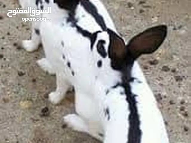 مطلوب زوج ارانب بابيون عملاق بيور