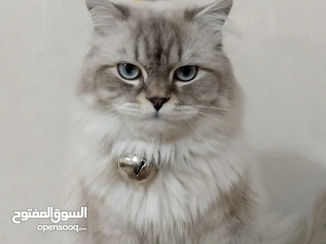 قط نيڤا ماسكريد للبيع في عمان