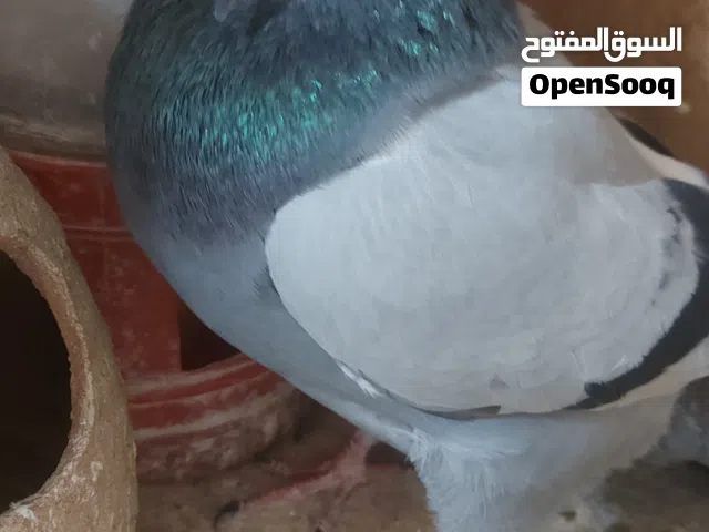 فحل زاجل سلاله نقيه