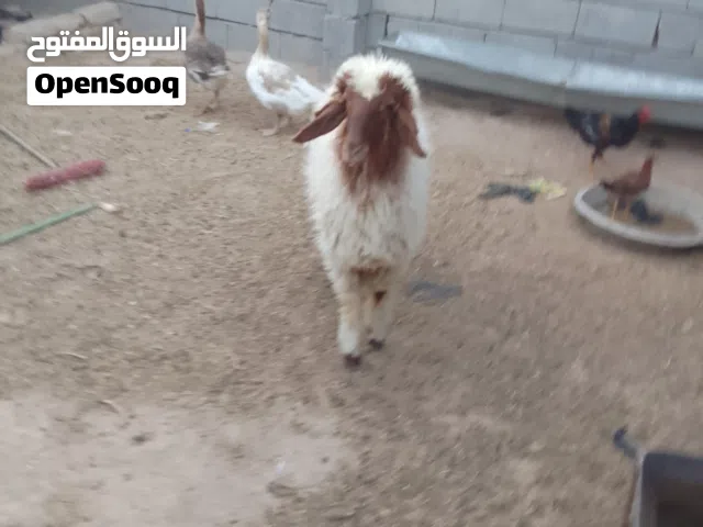 طليه للبيع ورجين