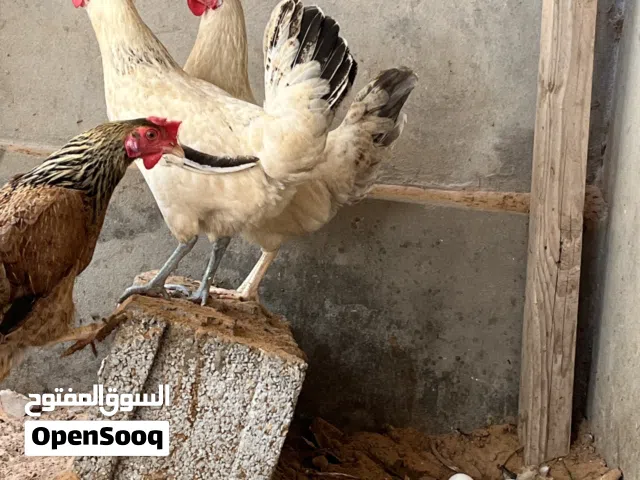 دجاج عربي عين زارة الكحيلي
