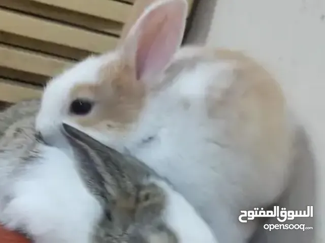 أرنب صغير..............