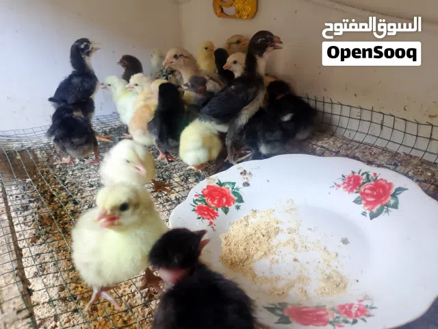 فراخ دجاج عرب وابو ركيبه اقرأ الوصف وراسلني
