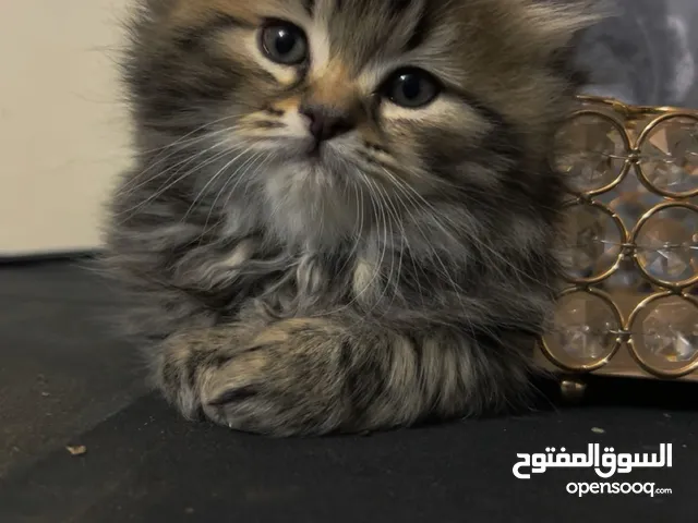 كتنز لام سكوتش مكس شنشيلا ولاب هيمالايا عمرهم شهرين متعودين ع دراي فود ولتر بوكس