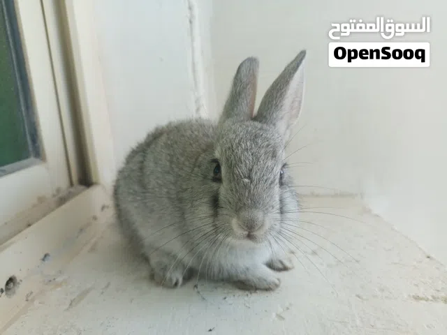 ارانب للبيع