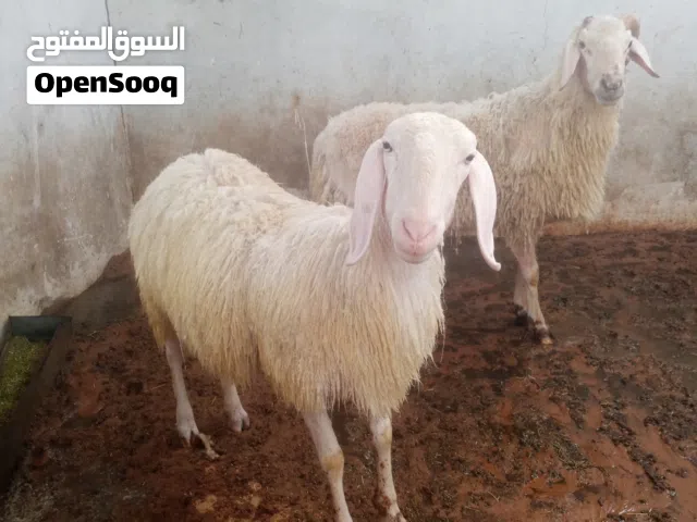 اغنام طلياني