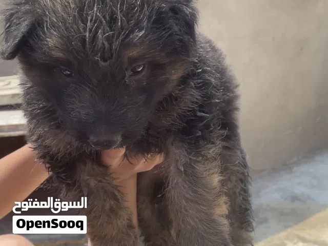 جراوى جيرمن شيبرد شولاين