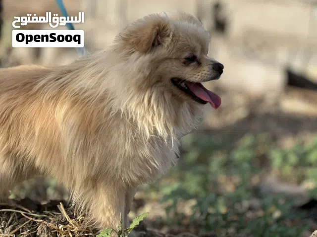 فحل بو للبيع