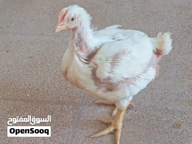 دجاج لحم تربيت منزل الكميه 10دجاجات