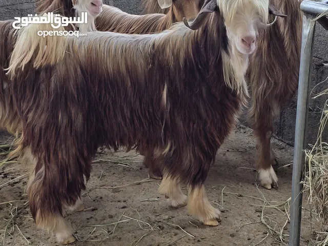 تيوس حوليات سمان ما شاء الله عليهن بغيتهن لذبح او لتربية حلوات