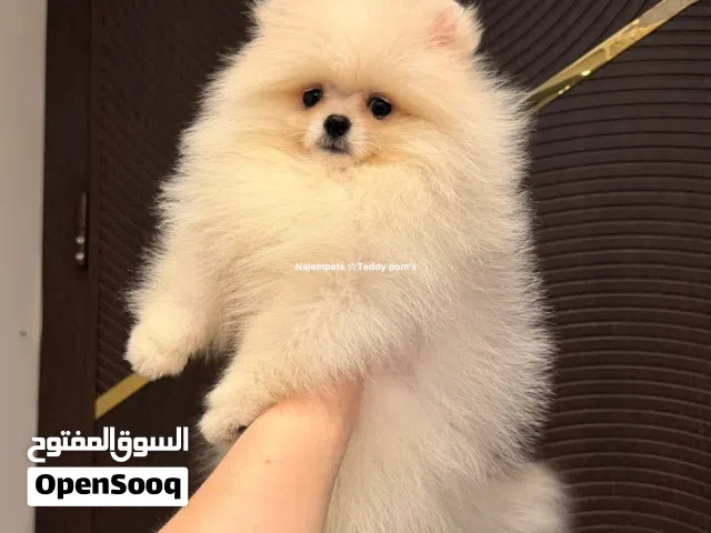 أنثى، عمرها 3 أشهر، تطعيم كامل متكامل اصغر سايز،كارما . (Teacup Dogs) اقرأ الوصف جيداً