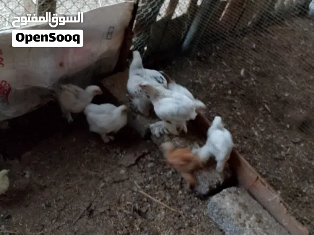 دجاج كونش الحبه علي 5ريال