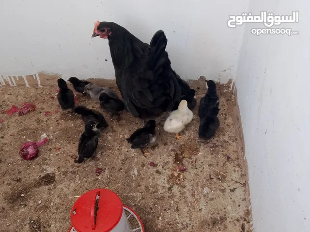 دجاج ئوشترالوب