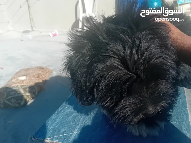 كلب زينه لبدل على بلاستشن 4