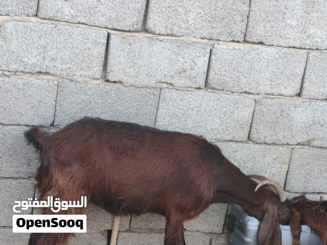 صخول للبيع