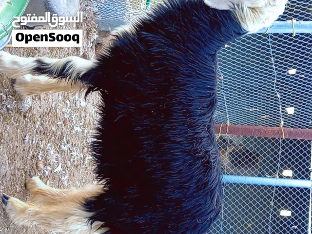 للبيع جعد نجديات او للبدل ب غنم صلاليات او ب كبشان