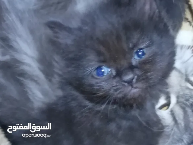 قطط بعمر شهر ونصف