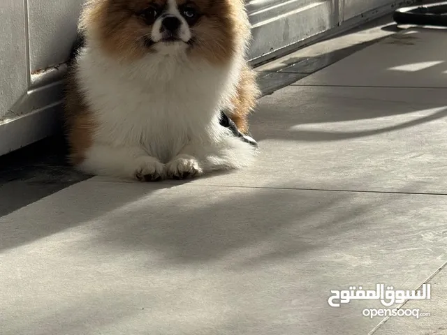 كلب نوع بومارينيان مدرب و لم يتجوز الى الان و كان كلب شخصي الي طلبتو من برا