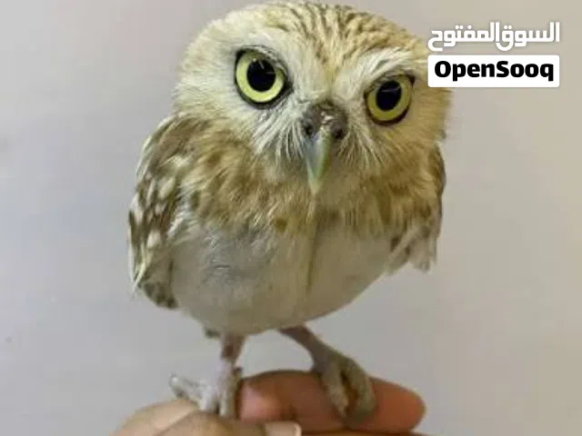 جوز بومه بوم قزم الي جدا تربية بيت