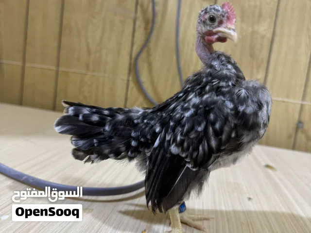 متاح ديج سيراما ابو ركيبه عمره شهرين