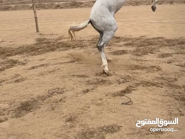 للبيع حصان عربي مع اوراقه