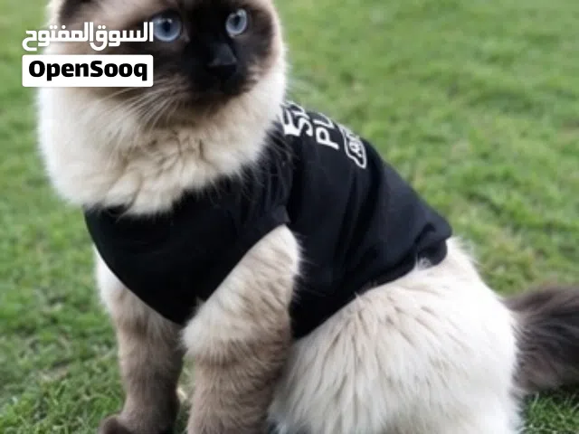 قطط هملايا اصيل فخم الشكل وطبعه افخم