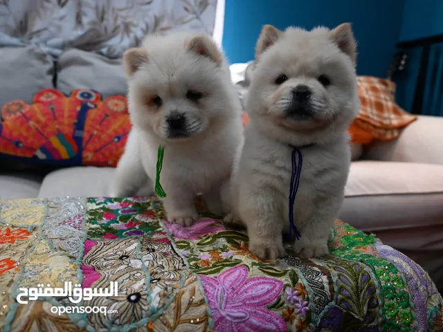 Chow Chow Male Puppies Available