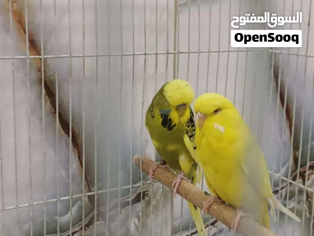طير حب نكليزي سعر70