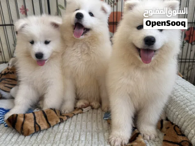 Samoyed   جراوي