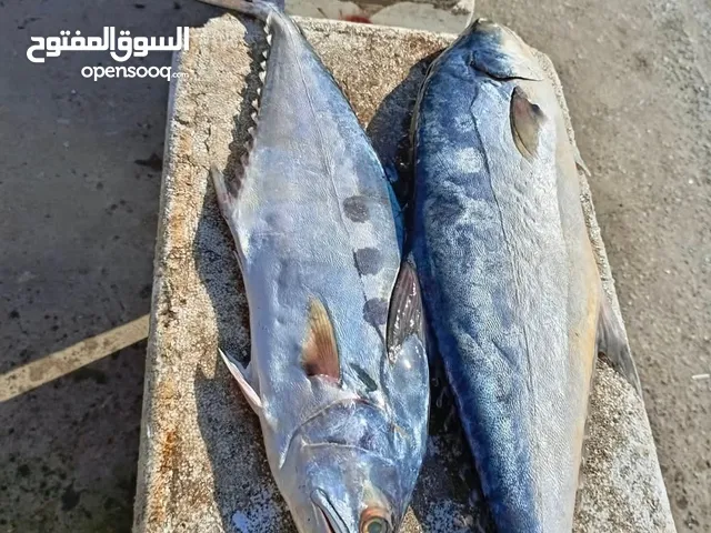 سمج البحري