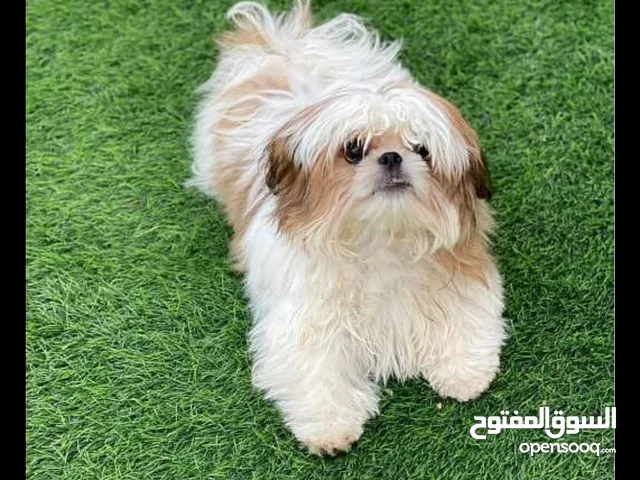 6 months old pure toy shihtzu