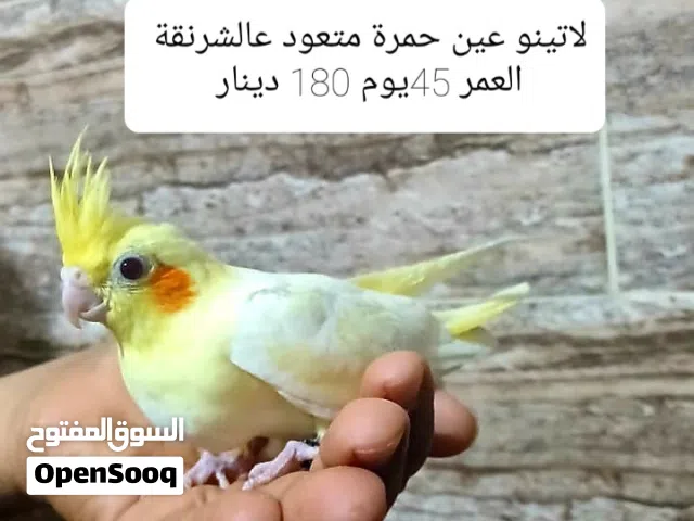 كوكثيل مروض حجم جامبو الله يبارك التفاصيل على كل صورة ملاحظة الصور قديمة شوي التفاصيل حديثة