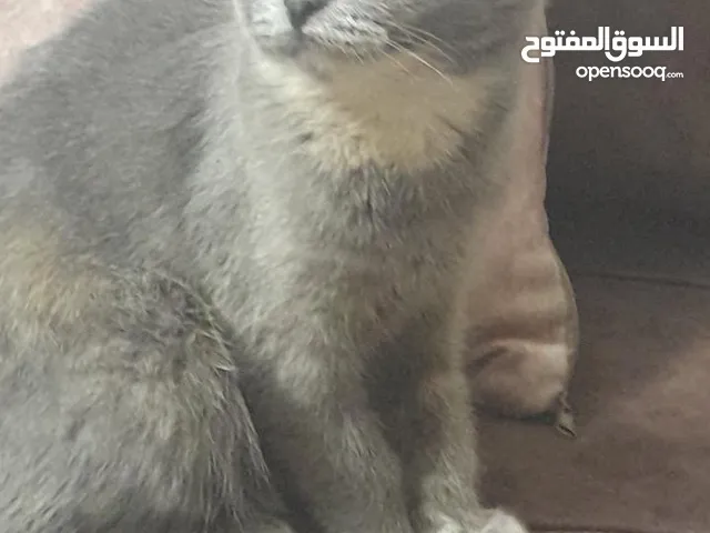 قطه البيع . قطط