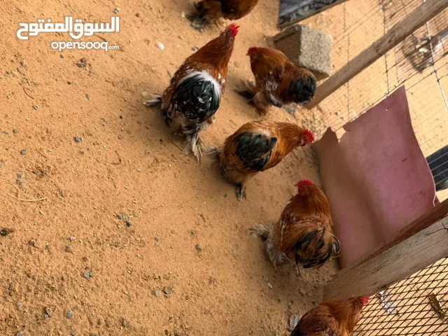 ديك أسترالي