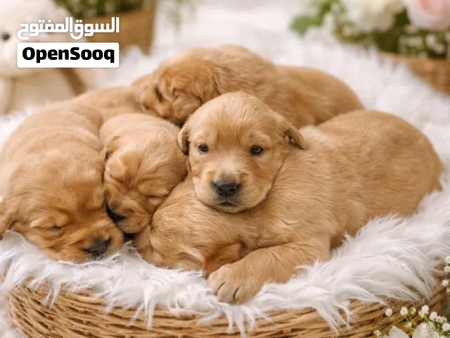 Golden retriever pups