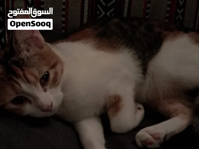 . قطه للتبني مكس سكوتش ستريت مع بلدي   . تبني بدون فلوس / وصف مهم