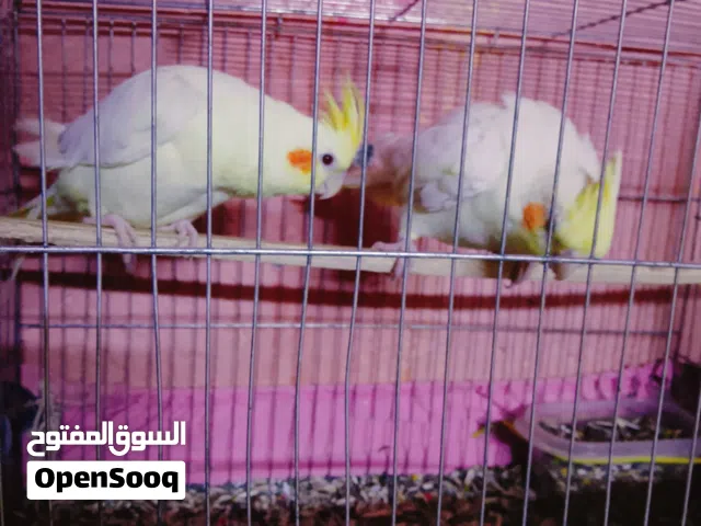 سلام عليكم كوكتيل لبيع