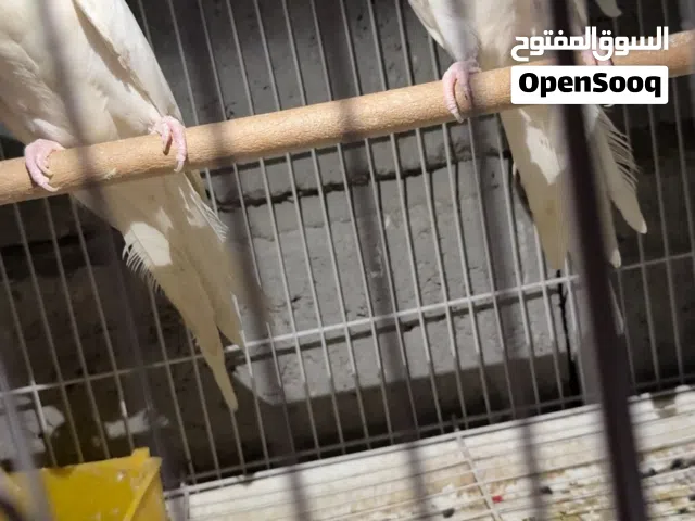 فقط الجنايه يشوف التفاصيل الزوج مشروط طيور خط اول وحجم كلش مرتب وطيور عراقيه مو مستوره